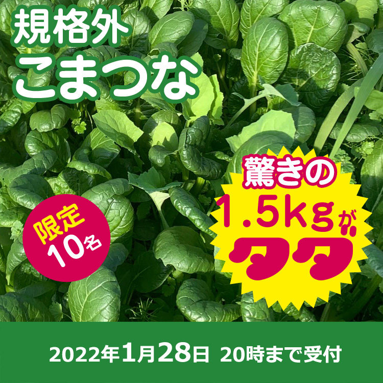 【プレゼント】小松菜1.5キロ
