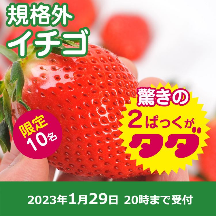 【プレゼント】規格外イチゴ