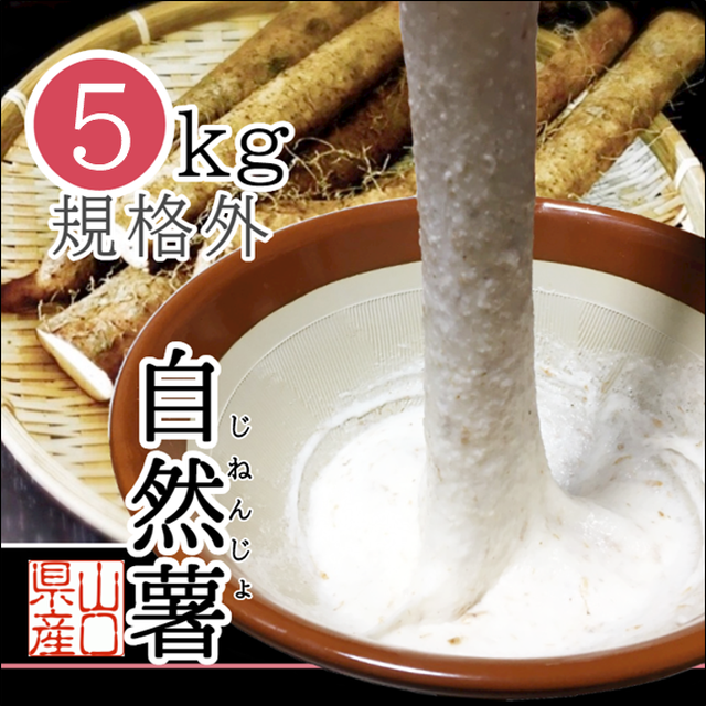 山口県岩国市産 自然薯 規格外品5kg