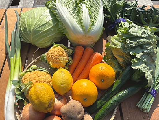 【国産レモン付き】野菜セット12種（北海道と九州の方）※送料込み※100サイズ満タン