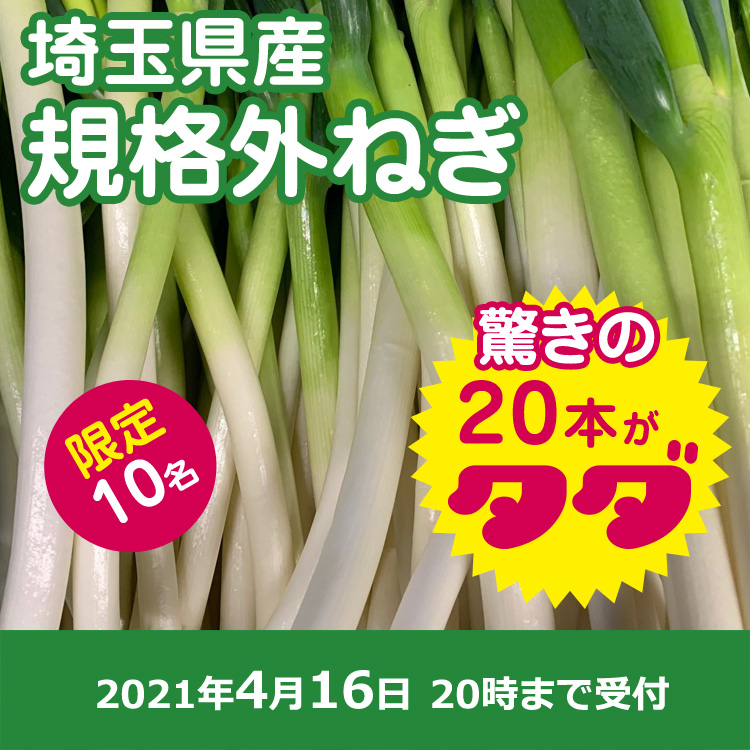 【プレゼント】規格外ねぎ20本