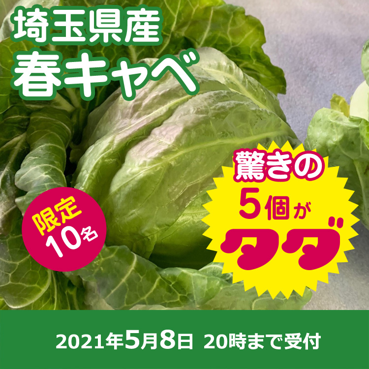 【プレゼント】春キャベツ