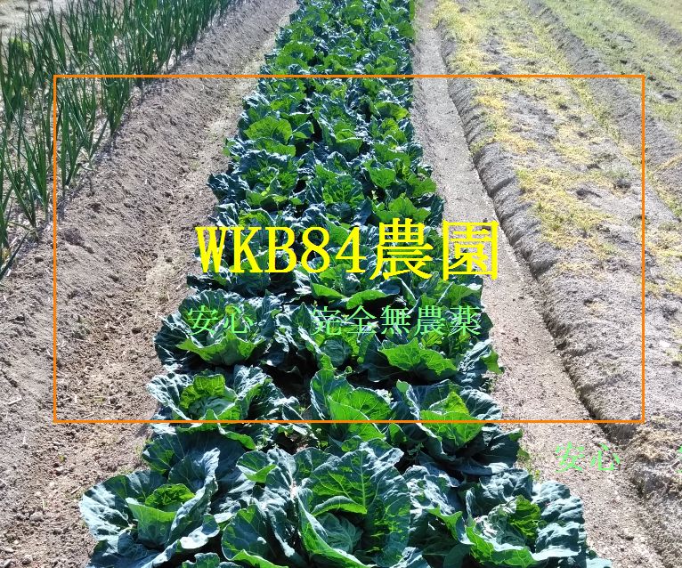 WKB84農園