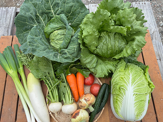 【特売4/30】訳アリ野菜12種（北海道と九州の方）※送料込み※