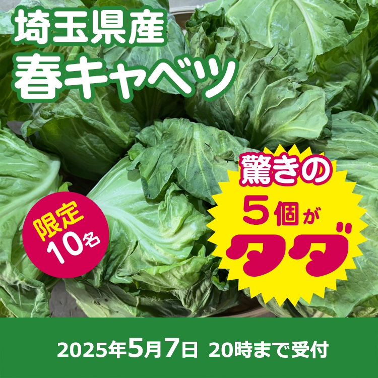 【プレゼント】春キャベツ