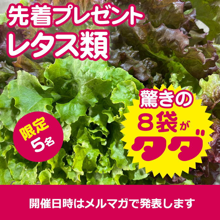 【5/11 18:48分に終了しました】先着プレゼント!(レタス類)
