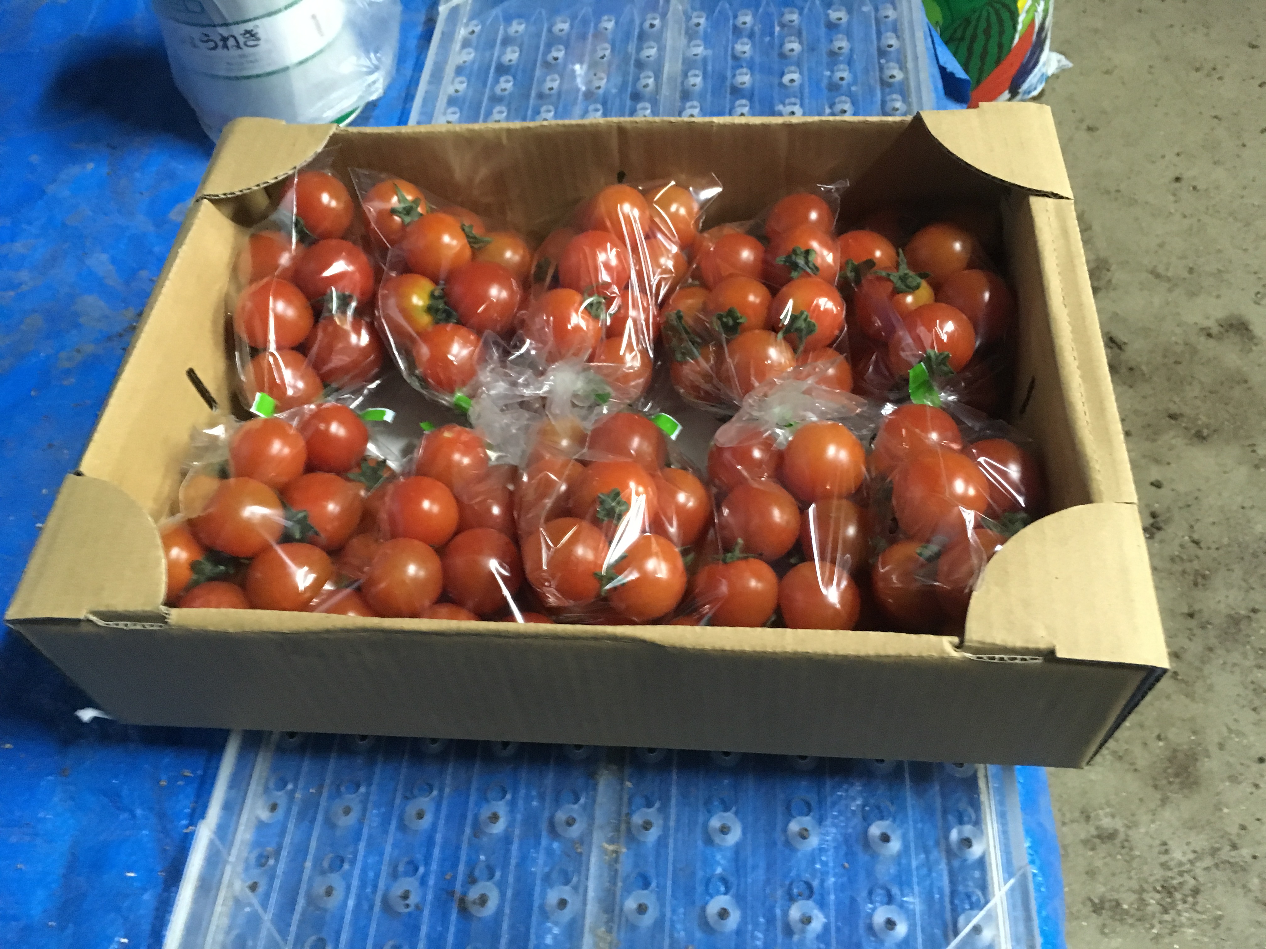 ミニトマト 2kg 九州・沖縄 限定 初売りミニトマト