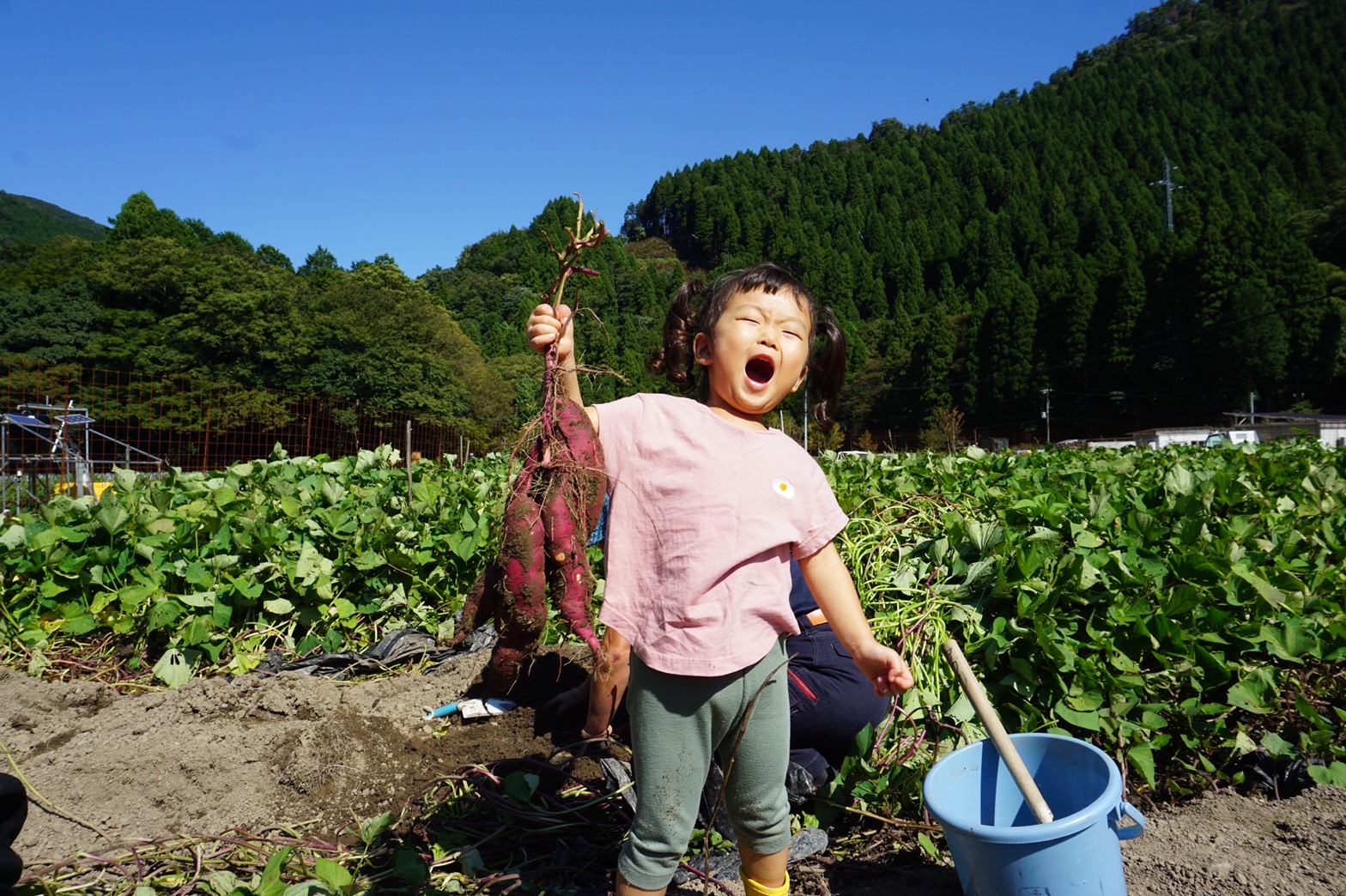 【予約商品】熟成の安納芋５ｋｇ　【関西、北陸、中部、中国、四国地方へお届けの方】