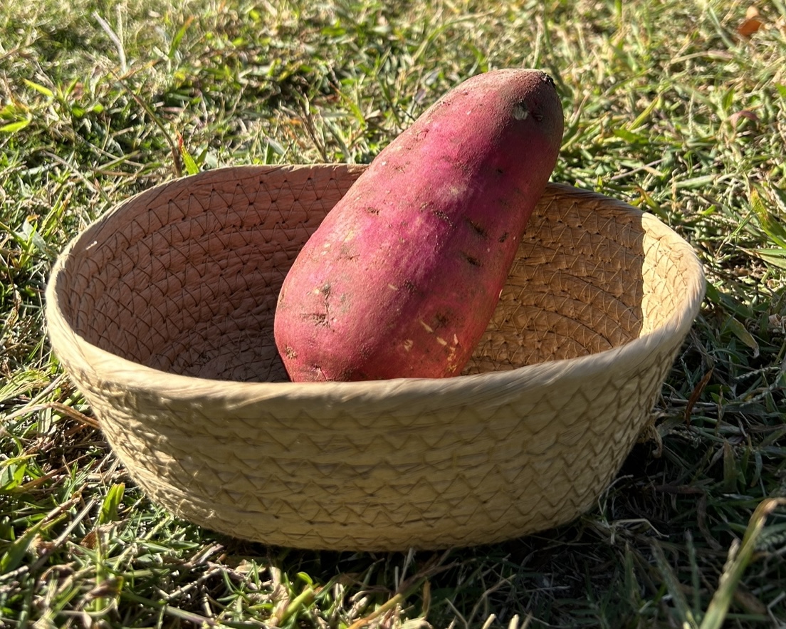 【予約商品】熟成の紅はるか５ｋｇ　【北海道、沖縄県へお届けの方限定】