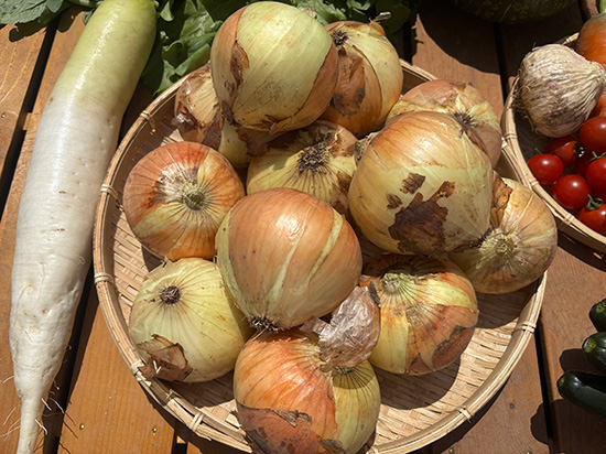 【ドカンと！新玉ねぎ3キロ付き】訳アリ野菜セット（北海道と九州の方）※送料込み※