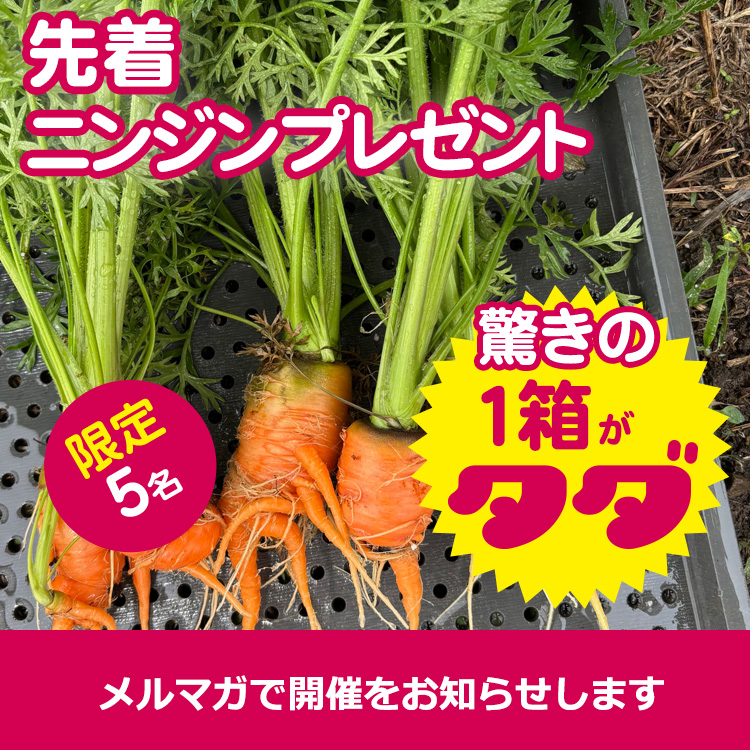 【先着プレゼント】めちゃ規格外のニンジン(終了しました)