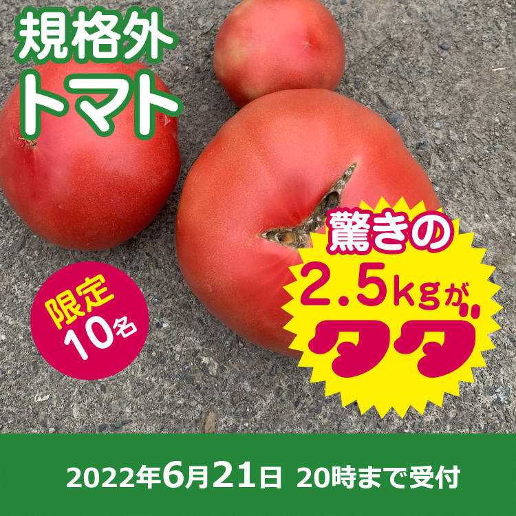 【プレゼント】トマト