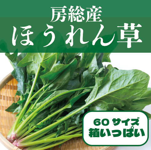 【箱いっぱい!房総産 ほうれん草 朝どれほうれん草!】産地直送 産直 房総直売所商品をお手軽に 道の駅