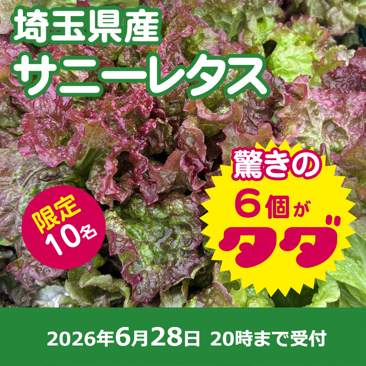 【プレゼント】サニーレタス