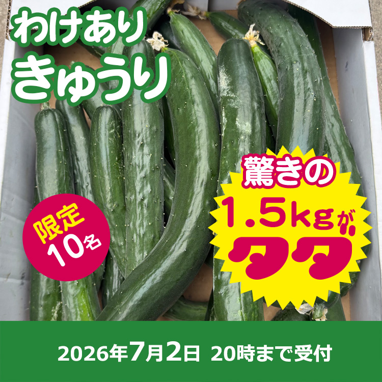【プレゼント】訳ありきゅうり1.5kg