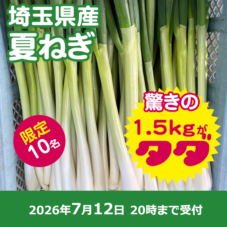 【プレゼント】夏ねぎ1.5キロ