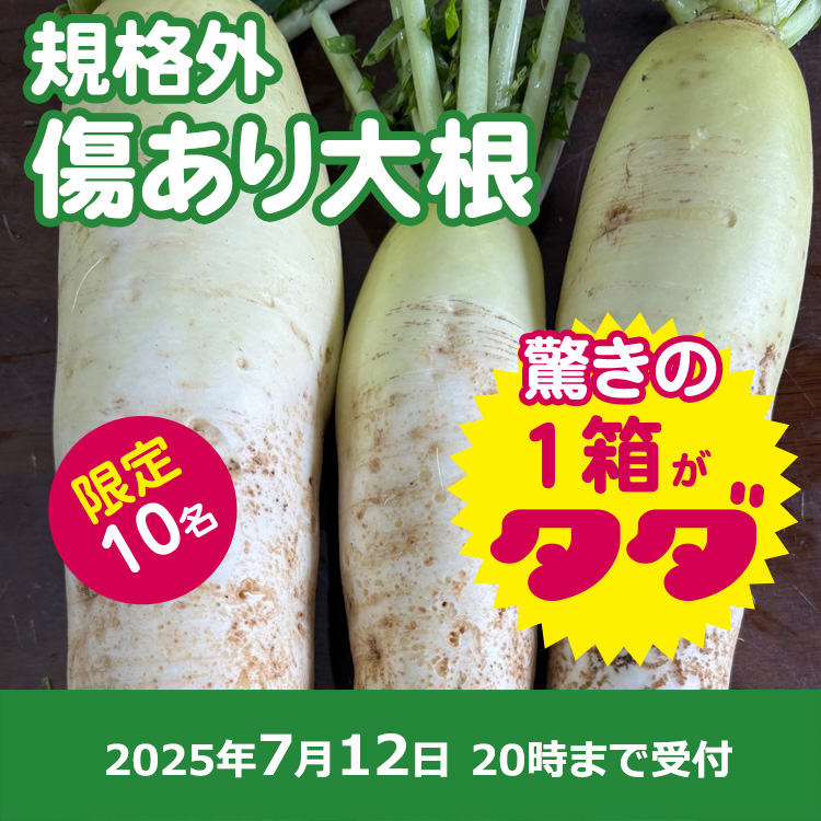 【プレゼント】規格外大根