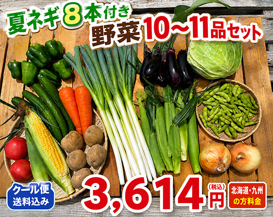 【夏ネギ8本入り】訳アリ野菜10～11種（北海道と九州の方）※送料込み※