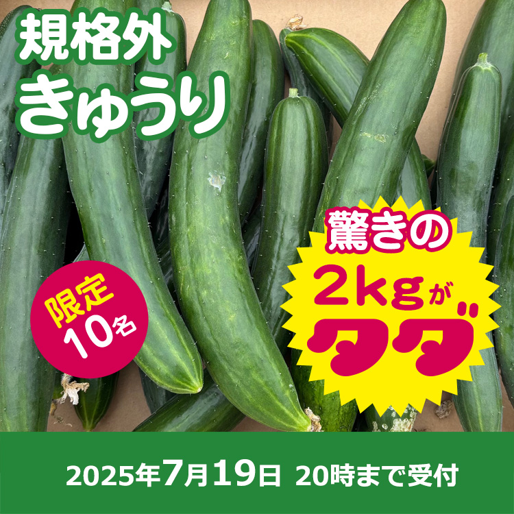 【プレゼント】きゅうり2kg