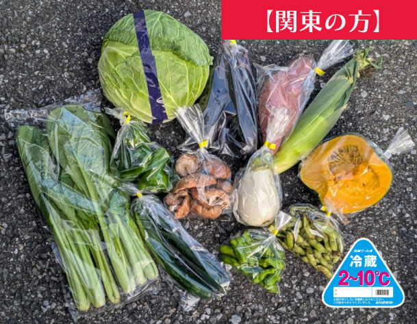 【関東地方へ配送の方】【100サイズが圧倒的お買い得!!箱いっぱい!新鮮房総旬の野菜箱いっぱいセット 旬の房総野菜を100サイズ弊社専用資材に詰め合わせ】産地直送 産直