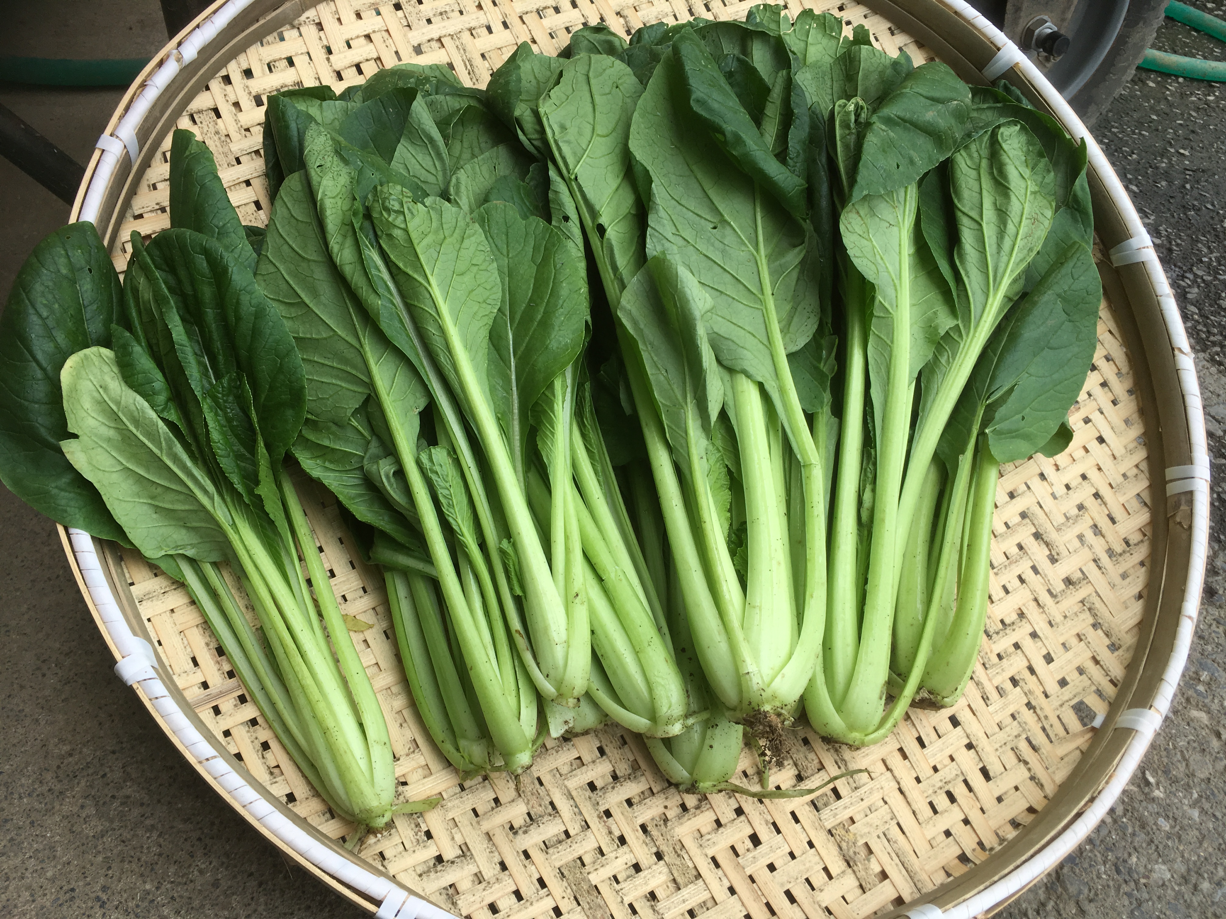 小松菜 5kg 北海道・北東北 限定