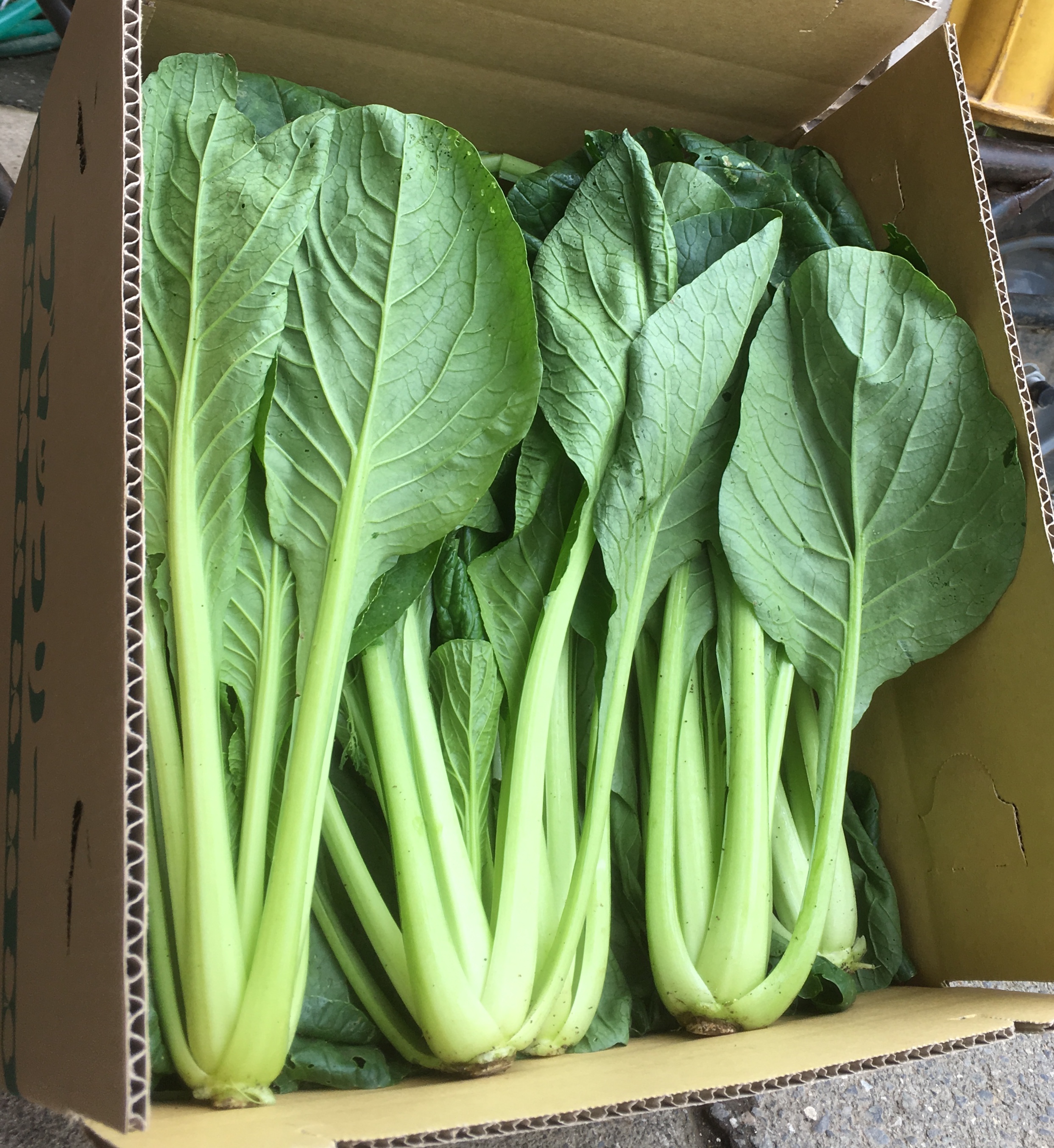 小松菜 5kg 九州・沖縄 限定