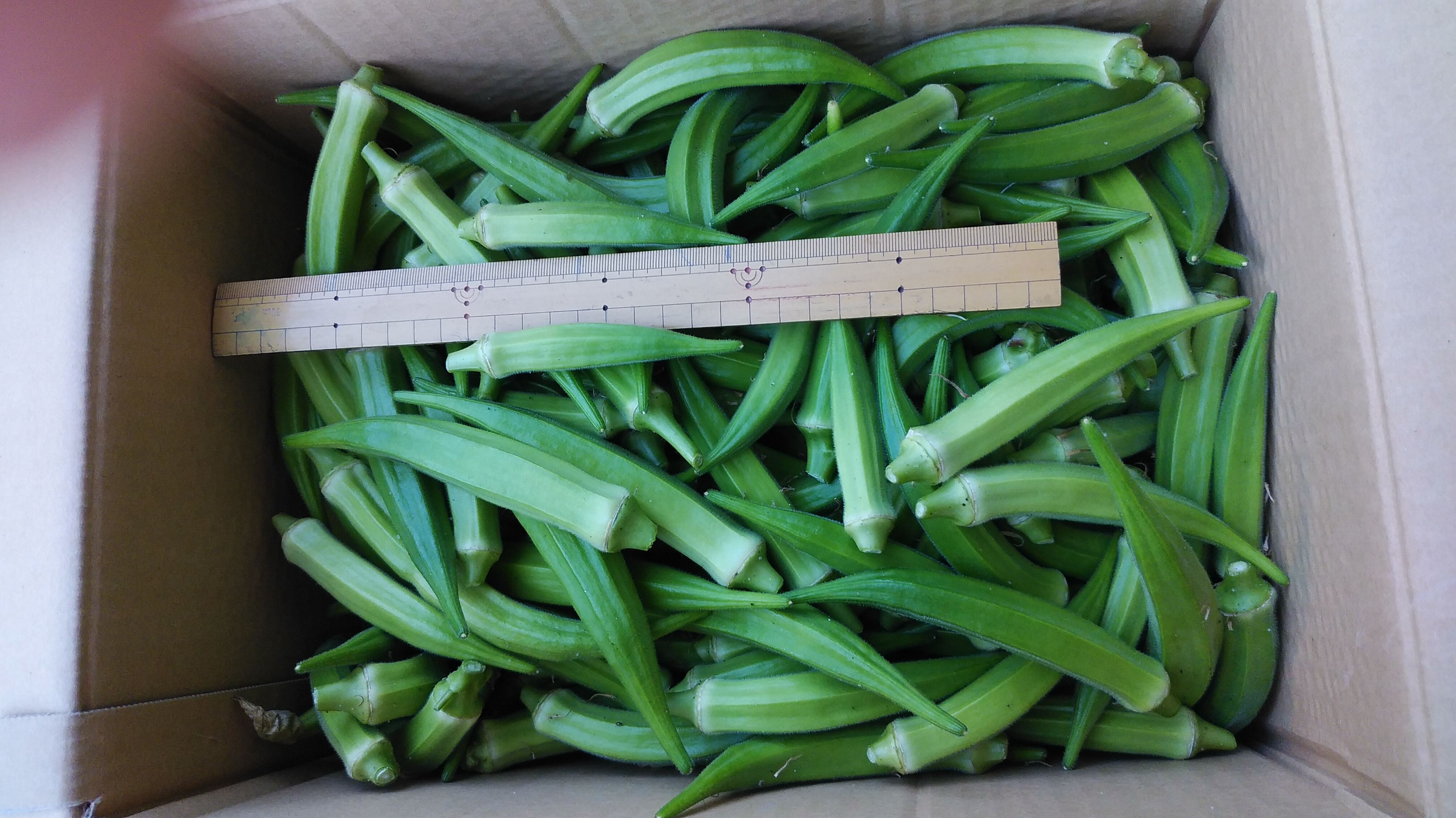 ❤農家直送 無農薬オクラ 60サイズ箱に100本以上➕おまけ野菜 箱込み2キロ❤