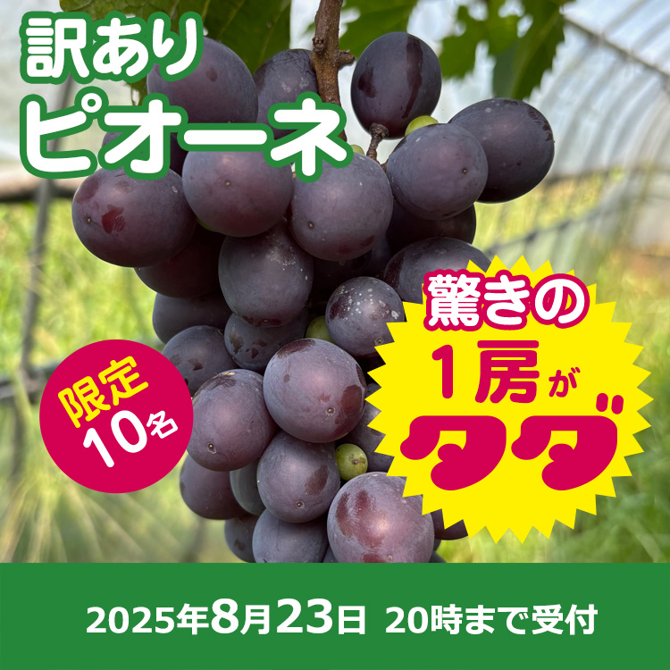 【プレゼント】ピオーネ1房