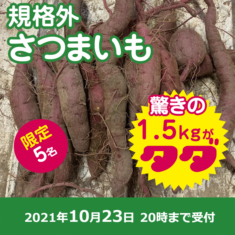 【プレゼント】規格外さつまいも