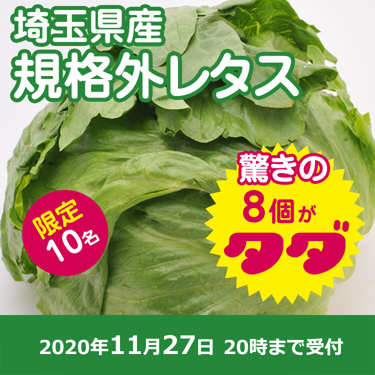 【プレゼント】規格外レタス8個
