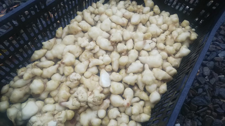 【神食材!?】「完全無肥料、無農薬、自然農法産の菊芋」2㎏ ※関東甲信越、北陸、東海、東北地方向け