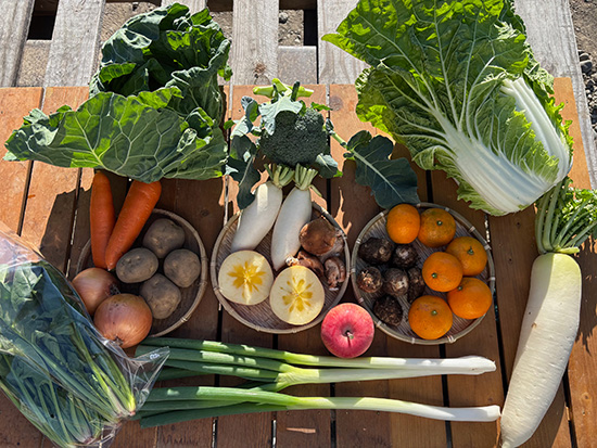 【蜜入りリンゴ付き】わけあり野菜12種（本州と四国の方）※送料込み※100サイズ満タン