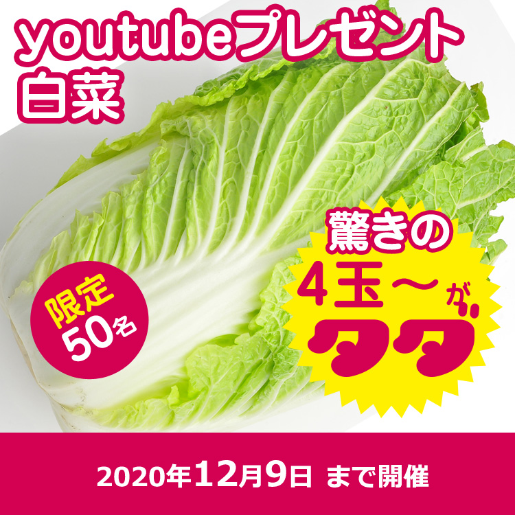 【youtube】白菜4個以上(箱に入るだけ)プレゼント