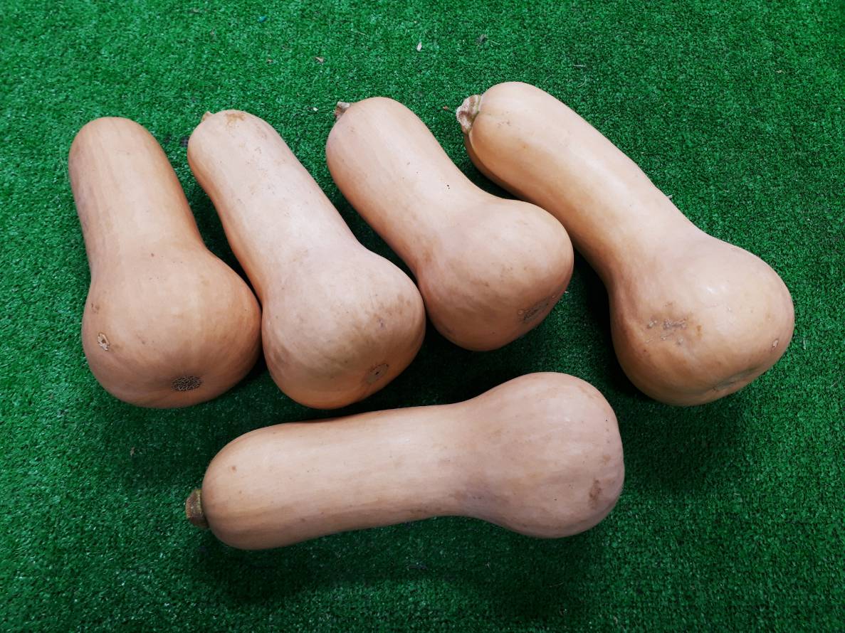 信州産バターナッツかぼちゃ 10kg(10~12ヶ)