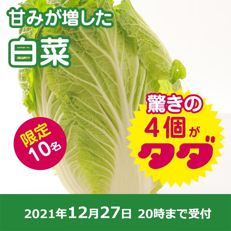 【プレゼント】白菜4個